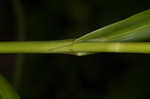 Leafy bulrush